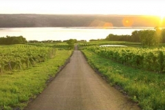 finger_lakes_vineyards